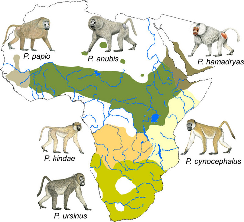 Verbreitung der sechs Pavianarten in Afrika nach Fischer et al. 2017. Abbildung: eLife 8:e50989, https://doi.org/10.7554/eLife.50989.003