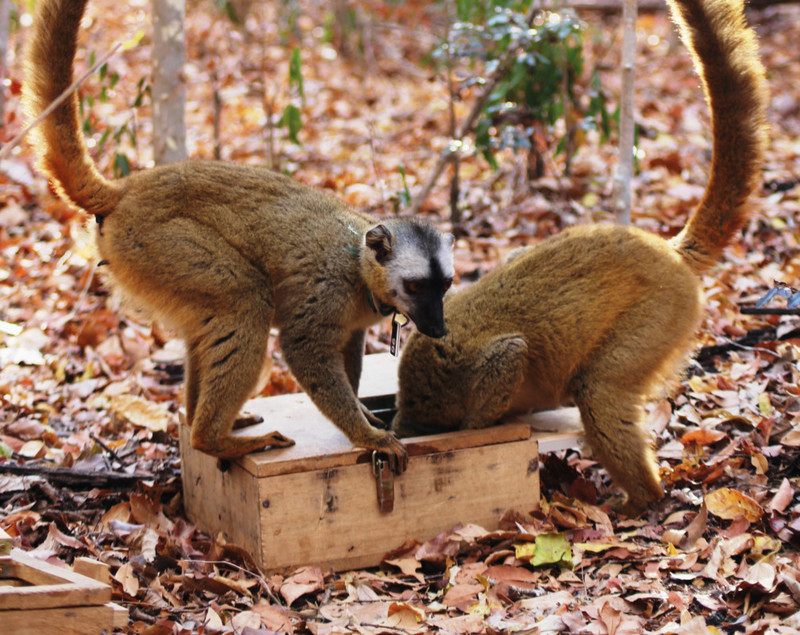 In Feldversuchen werden die Lemuren mit Boxen mit verstecktem Futter konfrontiert, um ihre kognitiven Fähigkeiten beim Lösen dieser Probleme zu untersuchen. Foto: Franziska Hübner In Feldversuchen werden die Lemuren mit Boxen mit verstecktem Futter konfrontiert, um ihre kognitiven Fähigkeiten beim Lösen dieser Probleme zu untersuchen. Foto: Franziska Hübner