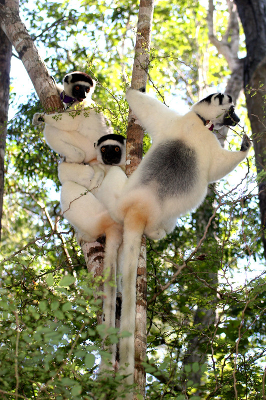 Sifakas im Kirindy-Wald in Madagaskar auf Futtersuche. Bei Auseinandersetzungen erhöht der Heimvorteil die Gewinnchancen, da die residenten Tiere eine höhere Motivation haben ihr Territorium zu verteidigen als Eindringlinge. Foto: Claudia Fichtel