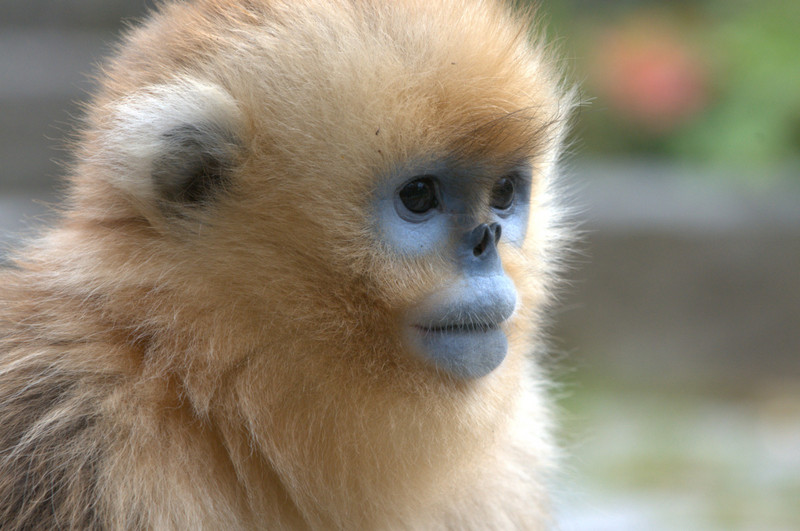 Junge Goldstumpfnase im in Shennongjia Nationalpark, Zentralchina. Foto: Julia Ostner