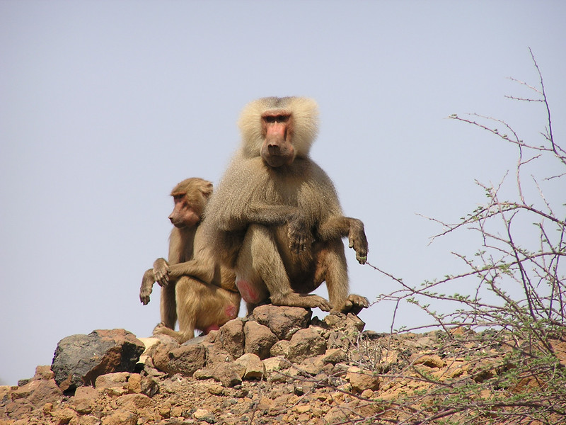 Weiblicher (links) und männlicher (rechts) Mantelpavian (Papio hamadryas) in der Küstenwüste Eritreas. Foto: Dietmar Zinner