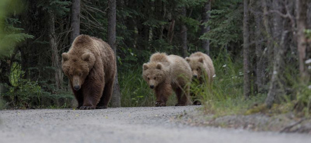 Säugetiere bewegen sich in Gebieten, die stark vom Menschen geprägt sind, deutlich weniger als in der Wildnis. Foto: Adam Wajrak/Senckenberg