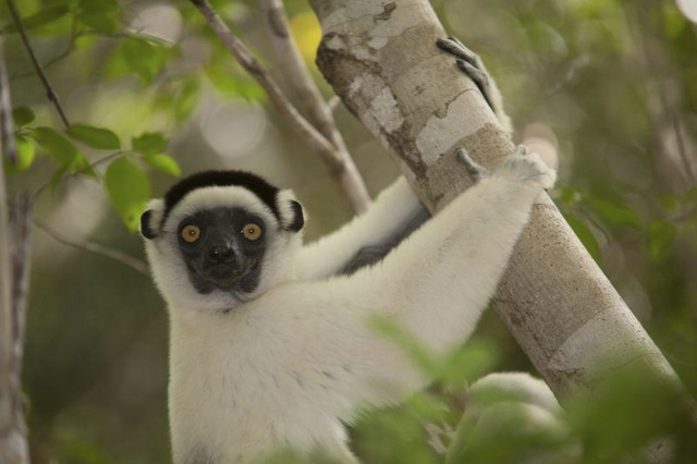 Ein Sifaka (Propithecus verreauxi) im Kirindy-Wald. Foto: Manfred Eberle