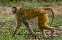   Paviane in West-Tansania, wie hier im Mahale Mountains Nationalpark, sind aus drei genetischen Linien hervorgegangen. Foto: Yvonne de Jong und Tom Butynski