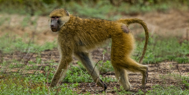   Paviane in West-Tansania, wie hier im Mahale Mountains Nationalpark, sind aus drei genetischen Linien hervorgegangen. Foto: Yvonne de Jong und Tom Butynski