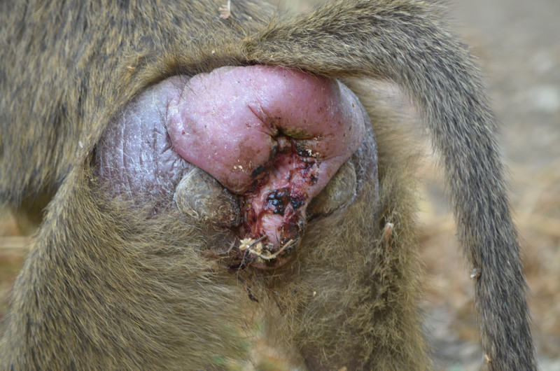 Die Regelschwellung eines Anubispavianweibchen, welches mit Treponema pallidum infiziert ist. Foto: Filipa Paciência