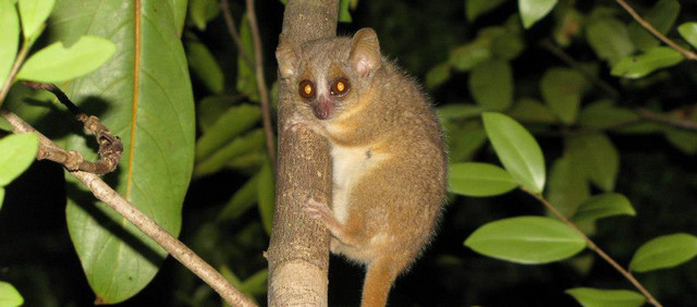 Microcebus ganzhorni ist zu Ehren des Hamburger Ökologen Prof. Jörg Ganzhorn benannt, der  seit mehr als dreißig Jahren Ökologie und Naturschutz in Madagaskar betreibt. Foto: G. Donati