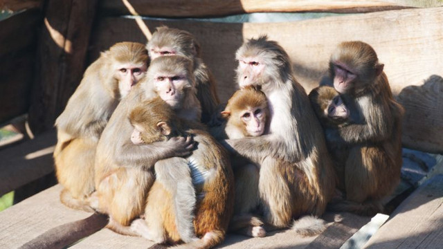 Ein Themenschwerpunkt des neuen Wissenschaftscampus ist die Erforschung der sozialen Kognition bei Primaten, also der Einfluss sozialer Beziehungen auf Denkprozesse und Verhalten. Foto: Anton Säckl