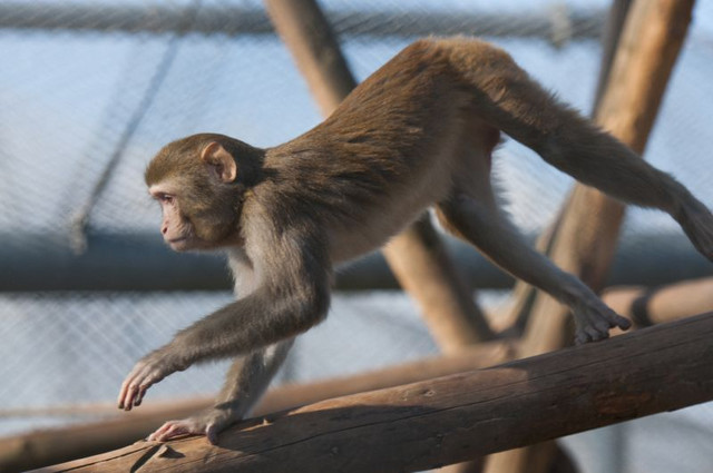 Ein Rhesusaffe (Macaca mulatta) in der Primatenhaltung am DPZ. Foto: Karin Tilch