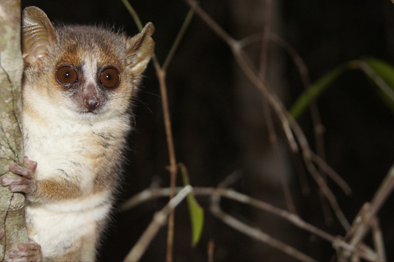 Ein Grauer Mausmaki (Microcebus murinus) schaut hinter einem Baum hervor. Foto: Anni M. Hämäläinen