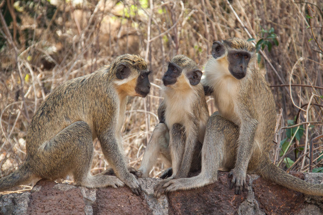 Drei Westliche Grünmeerkatzen (Chlorocebus sabaeus) bei der sozialen Fellpflege in Simenti, Senegal. Foto: Tabitha Price