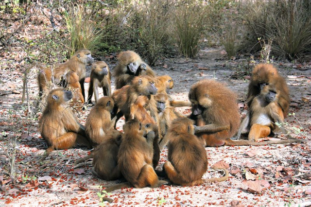 Eine Gruppe von Guineapavianen (Papio papio) an der DPZ-Feldstation Simenti im Senegal. Foto: Matthias Klapproth