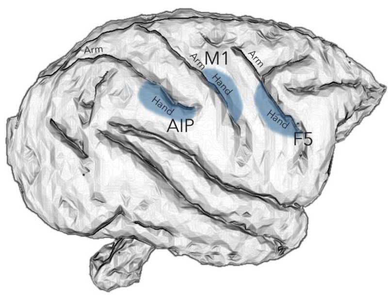 Handbewegungen werden im Primatengehirn durch die Areale AIP, F5 und M1 kontrolliert. Abbildung: Stefan Schaffelhofer