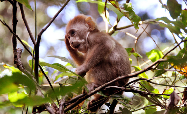 Ein Assammakakenkind im thailändischen Dschungel, gähnt und kratzt sich nach einer viel zu kurzen Nacht. Assammakaken verbringen ihre Nächte in klar definierten, riesigen Schlafbäumen, welche sie bei Tagesanbruch verlassen. Foto: Andreas Berghänel