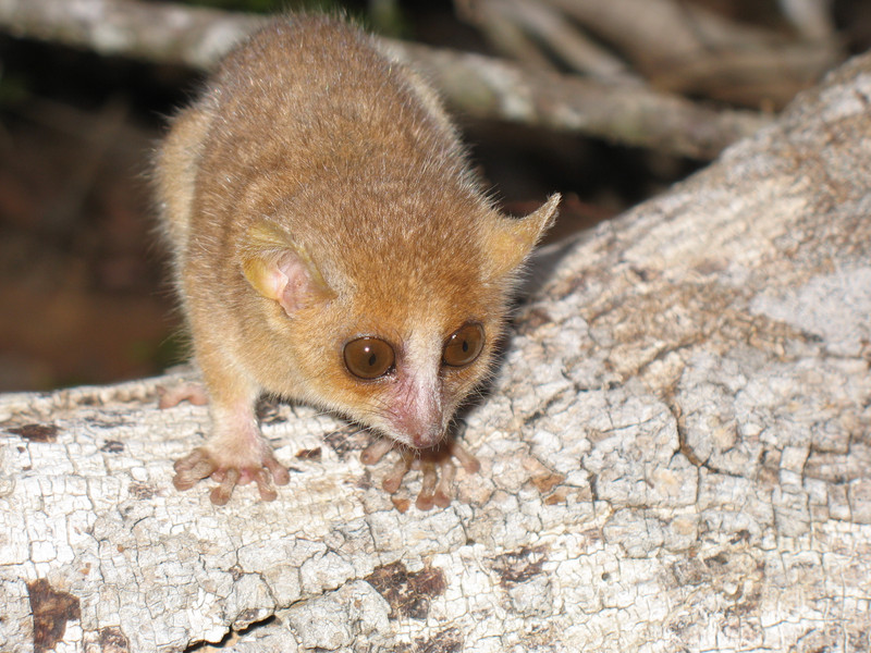 Ein Grauer Mausmaki (Microcebus murinus). Die nachtaktiven Tiere gehören mit durchschnittlich 60 Gramm Körpergewicht zu den kleinsten Vertretern unter den Primaten. Foto: Anni M. Hämäläinen