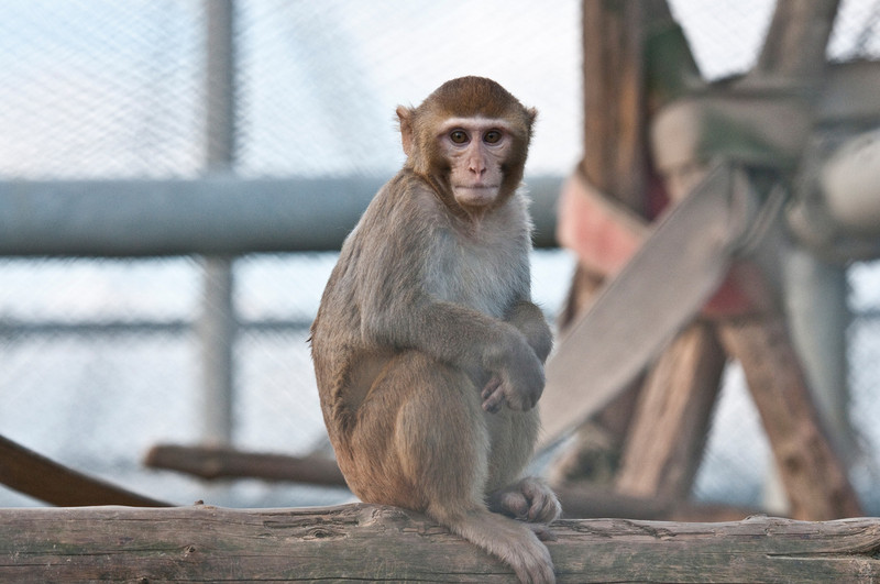 Ein Rhesusaffe in der Tierhaltung am DPZ. Foto: Anton Säckl