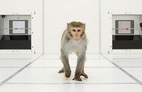 monkey in exploration room