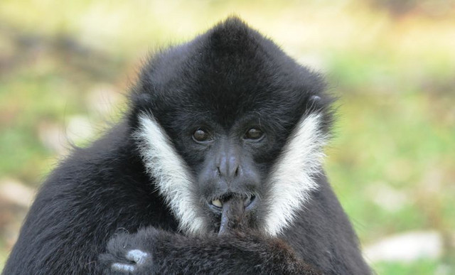 Das Genom der Gibbons weist erstaunliche, im Laufe der Evolution entstandene, Reorganisationen auf. Der Nördliche Weißwangen-Schopfgibbon (Nomascus leucogenys), hier ein Männchen, ist eine der fünf sequenzierten Arten. Foto: Tilo Nadler