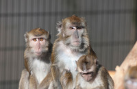 Javaneraffen (Macaca fascicularis) in der Tierhaltung am Deutschen Primatenzentrum in Göttingen. 