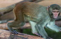 Rhesus monkey at the German Primate Center