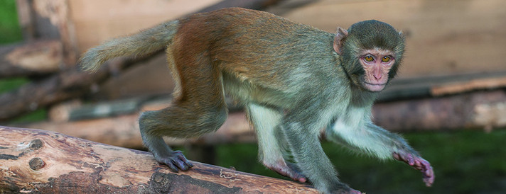 Rhesus monkey at the German Primate Center