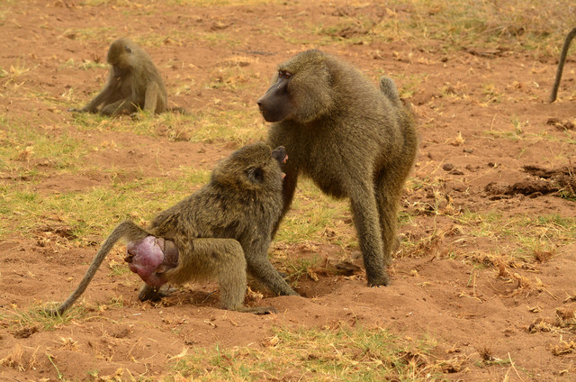 Ein Anubispavianweibchen weist den Paarungsversuch eines Männchens ab. Foto: Filipa Paciência