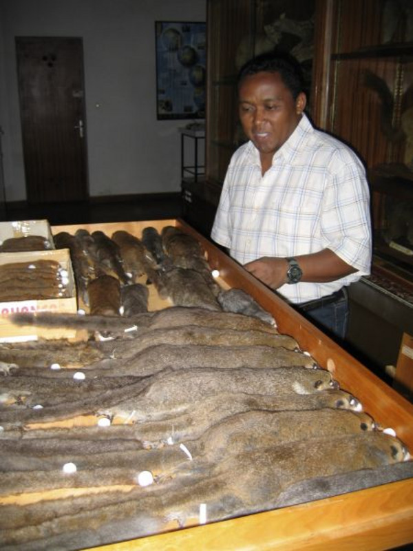 Dr. Rodin Rasoloarison bei der Arbeit im naturhistorischen Museum in Madagaskar. Mit den neuen Entdeckungen ist er alleine für die Beschreibung von 12 Lemurenarten verantwortlich. Foto: P. Kappeler