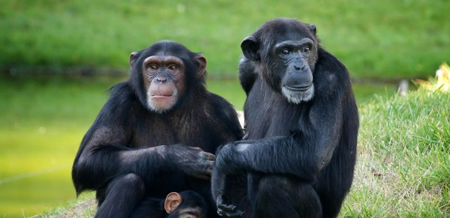 Die Struktur der Lautäußerungen von Schimpansen und allen anderen nicht-menschlichen Primaten ist weitgehend angeboren und kann nur in einem geringen Maß modifiziert werden. Foto: Tiago Jorge da Silva Estima / Shutterstock