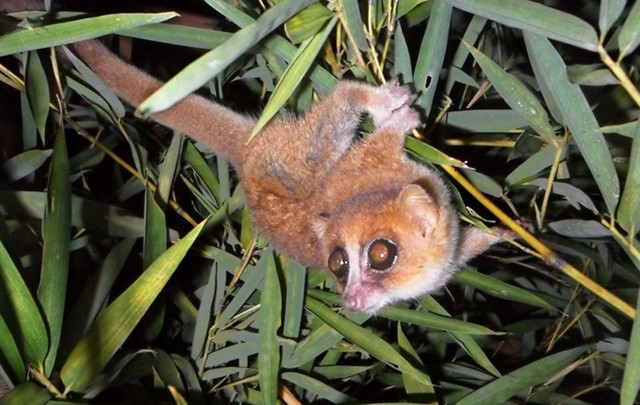 Microcebus marohita in den Wäldern Madagaskars. Foto: Bellarmin Ramahefasoa.