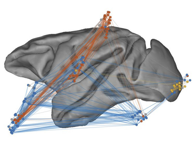 Netzwerk der funktionellen Verbindungen der gemessenen Hirnareale. Abbildung: Benjamin Dann