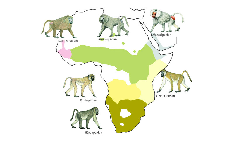 Verbreitung der sechs Pavianarten in Afrika. Grafik: Luzie Almenräder, Pavian-Zeichnungen: Stephen Nash