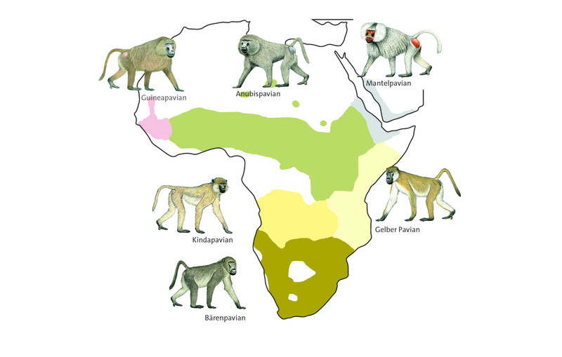 Verbreitung der sechs Pavianarten in Afrika. Grafik: Luzie Almenräder, Pavian-Zeichnungen: Stephen Nash Verbreitung der sechs Pavianarten in Afrika. Grafik: Luzie Almenräder, Pavian-Zeichnungen: Stephen Nash