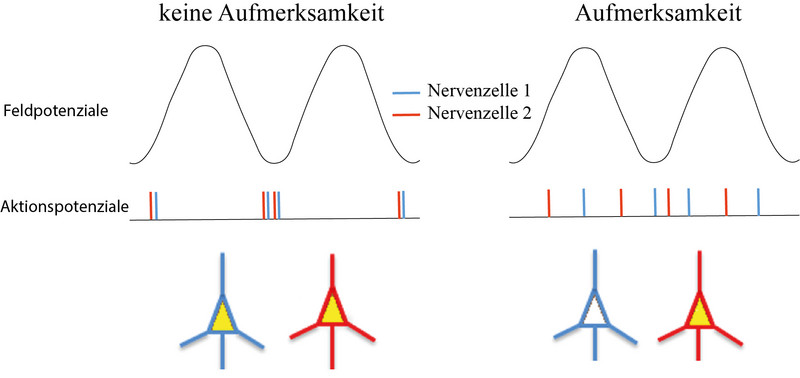 Darstellung der Aktivität zweier einzelner Nervenzellen (blau und rot) unter Aufmerksamkeit und ohne. Abbildung: Moein Esghaei Darstellung der Aktivität zweier einzelner Nervenzellen (blau und rot) unter Aufmerksamkeit und ohne. Abbildung: Moein Esghaei