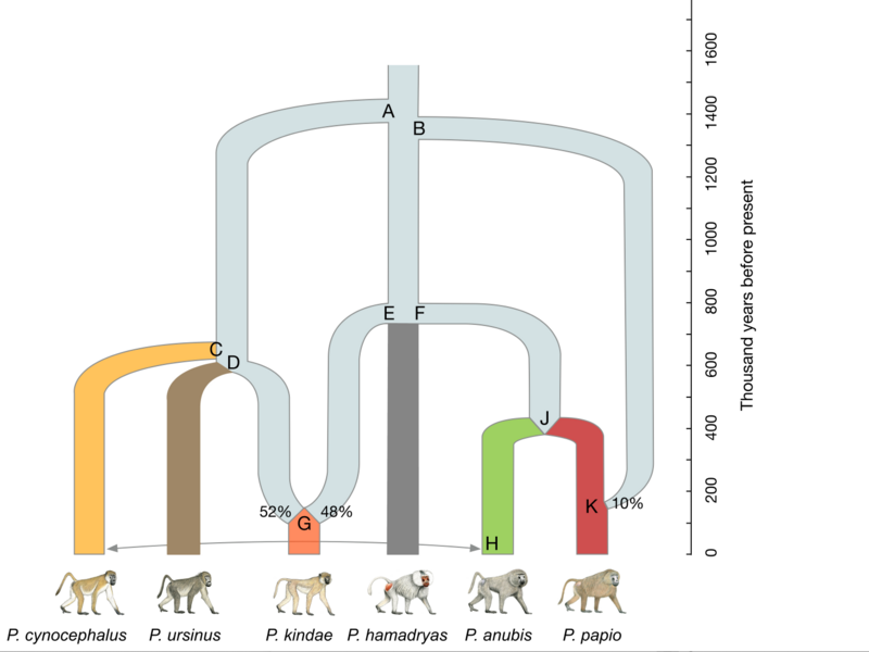 Die Stammesgeschichte (Phylogenie) der Paviane. Abbildung: Rogers et al., Sci. Adv. 2019;5: eaau6947 Die Stammesgeschichte (Phylogenie) der Paviane. Abbildung: Rogers et al., Sci. Adv. 2019;5: eaau6947