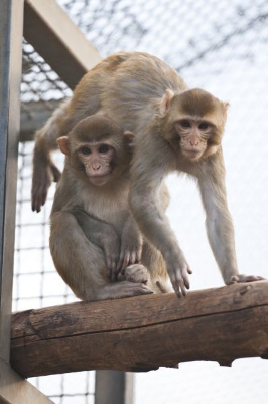 Rhesusaffen (Macaca mulatta) in der Tierhaltung am Deutschen Primatenzentrum. Foto: Anton Säckl