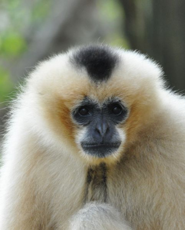 Die Weibchen des Nördlichen Weißwangen-Schopfgibbons unterscheiden sich von den männlichen Tieren durch ihr blassgelb gefärbtes Fell, den markanten schwarzen bis braunen Scheitelfleck und den weißen Ring um das Gesicht. Foto: Tilo Nadler