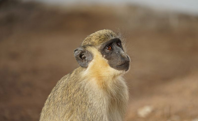 Eine Westliche Grünmeerkatze im Senegal. Foto: Julia Fischer