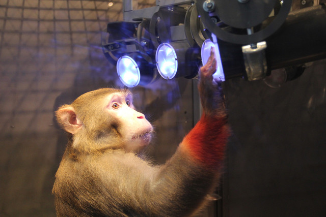 Ein Rhesusaffe (Macaca mulatta) beim Training im Reach Cage. Der Affe greift zu einer Lampe, die vorher angezeigt wurde. Mit Hilfe eines Sensors wird diese Berührung erfasst und die Daten aufgezeichnet. Foto: Michael Berger