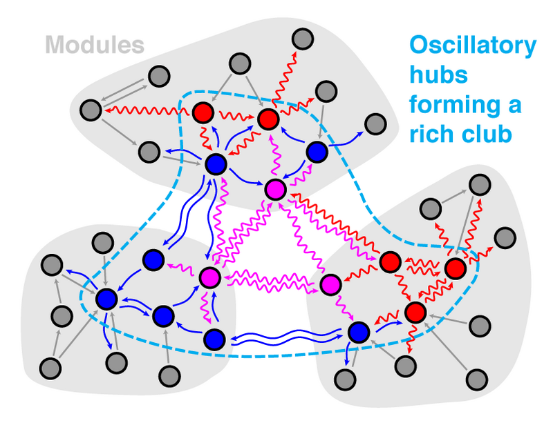 Schematische Darstellung der Netzwerkstruktur der Hirnareale AIP, F5 und M1. Abbildung: Benjamin Dann Schematische Darstellung der Netzwerkstruktur der Hirnareale AIP, F5 und M1. Abbildung: Benjamin Dann