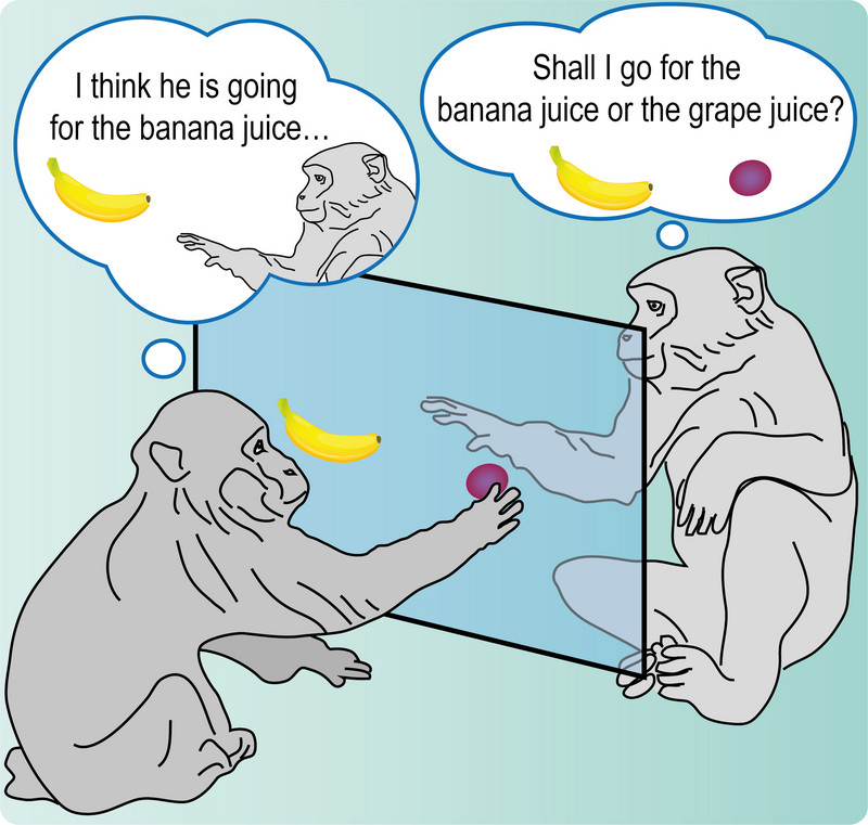 Two animals sit opposite each other on a transparent touch screen. They can make their decisions dependent on the behavior of their counterpart. Illustration: Igor Kagan