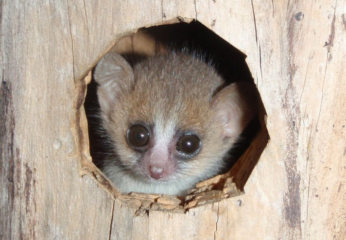 Ein drei Wochen alter grauer Mausmaki (Microcebus murinus) in einer künstlichen Nestbox. 
