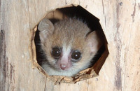 Ein drei Wochen alter grauer Mausmaki (Microcebus murinus) in einer künstlichen Nestbox. 