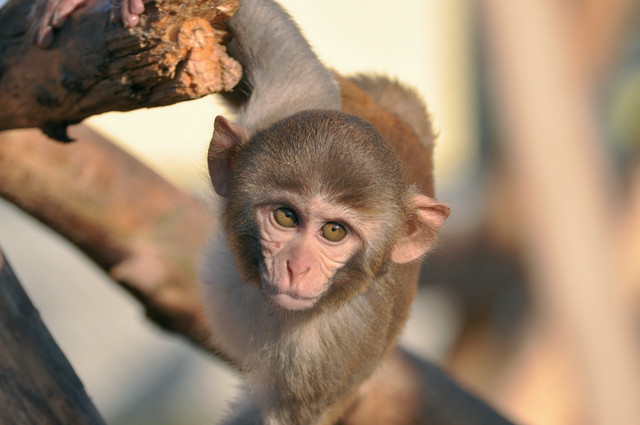 Rhesus monkey