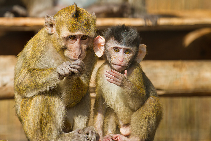 two long-tailed macaques
