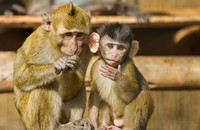two long-tailed macaques