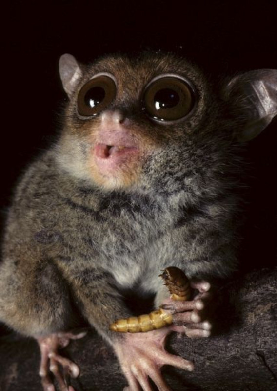 Ein Koboldmaki (Carlito syrichta) mit seiner Beute. Foto: David Haring/Duke Lemur Center