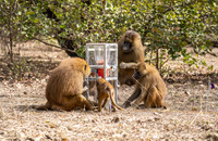 Guinea baboon at apparatus