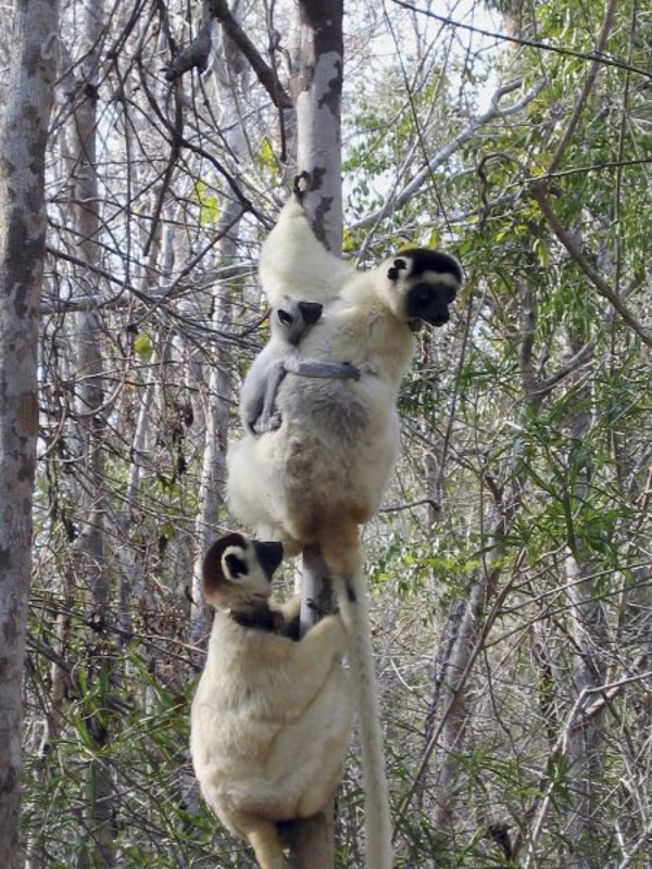 Eine Sifaka-Familie auf Futtersuche. Photo: Claudia Fichtel