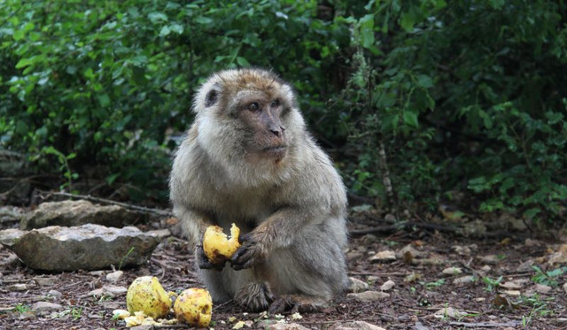 Ein sehr altes Berberaffenmännchen im Affenpark „La Forêt des Singes" in Rocamadour, Frankreich. Foto: Julia Fischer