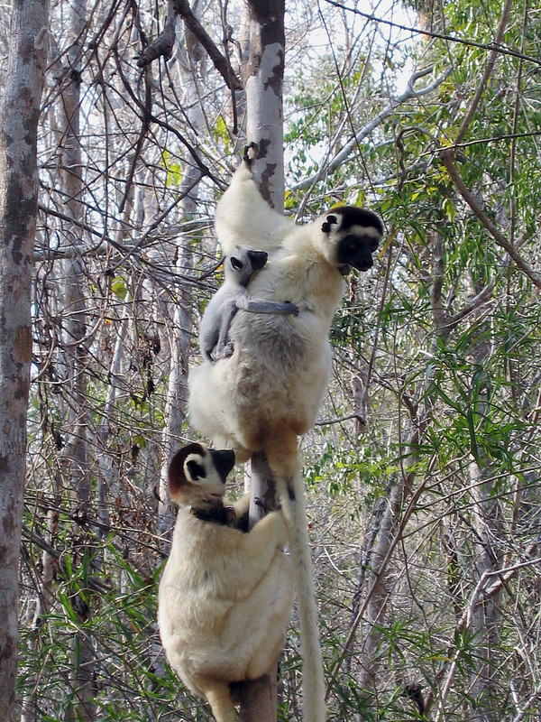 Ein Sifaka-Männchen und ein Weibchen mit Jungem im Kirindy-Wald. Wenn die Weibchen noch kleine, abhängige Junge zu versorgen haben, halten sie sich von kämpferischen Auseinandersetzungen fern. Foto: Claudia Fichtel